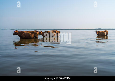 Cows swim in Paliastomi lake, Samegrelo, Geogria. Stock Photo