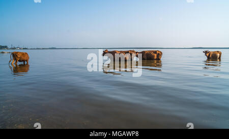 Cows swim in Paliastomi lake, Samegrelo, Geogria. Stock Photo