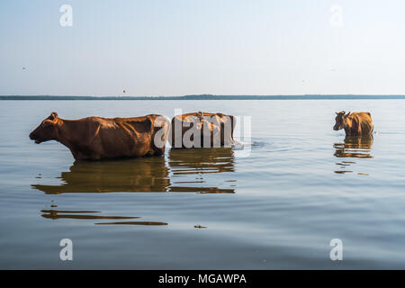 Cows swim in Paliastomi lake, Samegrelo, Geogria. Stock Photo
