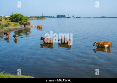 Cows swim in Paliastomi lake, Samegrelo, Geogria. Stock Photo