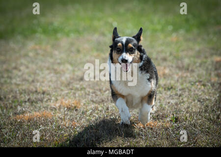 Corgi dog running in yard Stock Photo