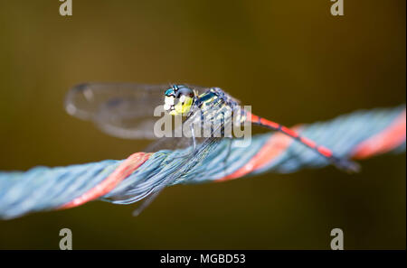 horizontal cropped Colored close up head focus of a dragon fly while resting on a rope with a very smooth blurry brown background in a park in singapo Stock Photo