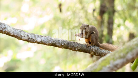 horizontal cropped Colored photo of a asian squirrel while eating its food on a tree branch with green nature blurry background in a park in singapore Stock Photo