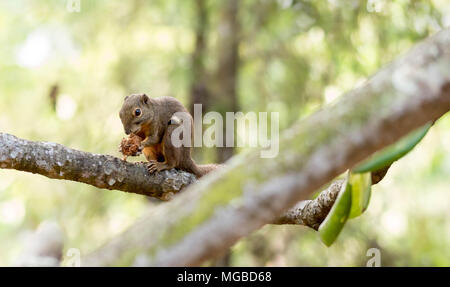 horizontal cropped Colored photo of a asian squirrel while eating its food on a tree branch with green nature blurry background in a park in singapore Stock Photo