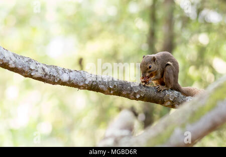 horizontal cropped Colored photo of a asian squirrel while eating its food on a tree branch with green nature blurry background in a park in singapore Stock Photo