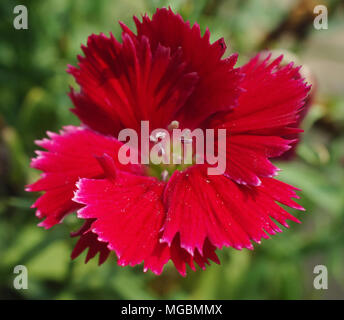 Dianthus chinensis  China Pink  is a species of Dianthus native to northern China, Korea, Mongolia, and southeastern Russia Stock Photo