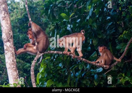 Short-tailed macaques, Macaca arctoides, above the Kinabatangan River, Sabah, Malaysian Borneo Stock Photo