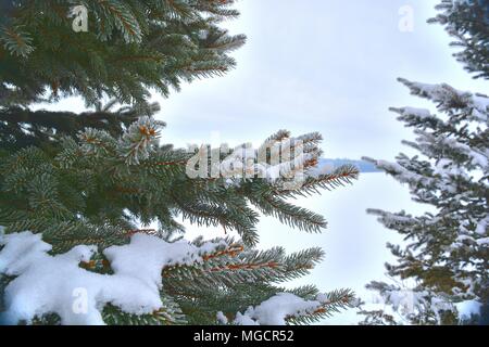 Blue Spruce tree in winter with snow Stock Photo