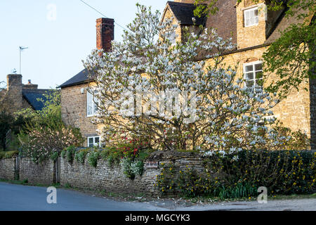 Morning spring sunlight on a magnolia tree in the village of Charlton, Northamptonshire, England Stock Photo