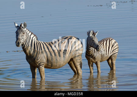 Burchell's zebras (Equus quagga burchellii), adult and young standing in muddy water, Okaukuejo waterhole, Etosha National Park, Namibia, Africa
