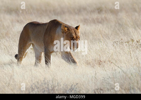 Lioness (Panthera leo) walking in dry grass, Etosha National Park, Namibia, Africa Stock Photo