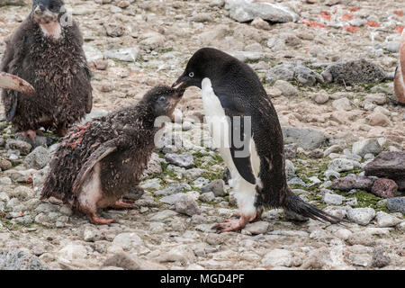 Adelie penguin Pygoscelis adeliae at breeding rookery or colony, Paulet Island, Weddell Sea, Antarctica Stock Photo