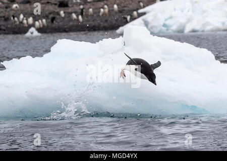 Adelie penguin Pygoscelis adeliae group of adults diving into sea from iceberg at breeding rookery or colony, Paulet Island, Weddell Sea, Antarctica Stock Photo