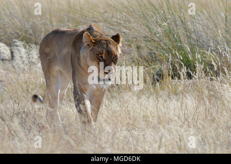 Lioness (Panthera leo) walking in the tall grass, Etosha National Park, Namibia, Africa Stock Photo