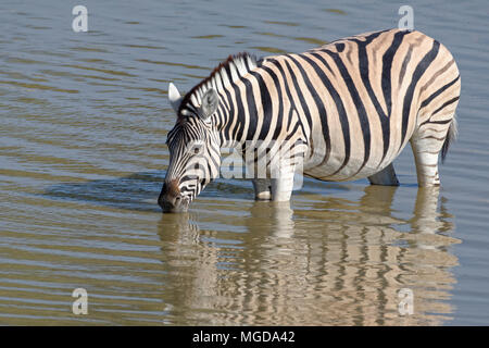 Burchell's zebra (Equus quagga burchellii) in water, drinking at the Okaukuejo waterhole, Etosha National Park, Namibia, Africa Stock Photo