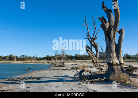 The dead red gum trees in the drought affected lake bonney in barmera south australia on 7th October 2009 Stock Photo