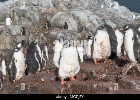 gentoo penguin Pygoscelis papua many chicks gathered together in creche in breeding colony, Port Lockroy, Antarctic Peninsula Stock Photo