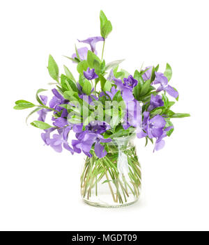 Spring flowers Periwinkle in glass vase isolated in white Stock Photo