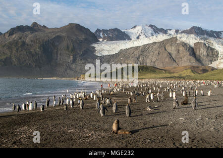 king penguin Aptenodytes patagonicus view of adults and chicks in dense breeding colony, Gold Harbour, South Georgia Stock Photo
