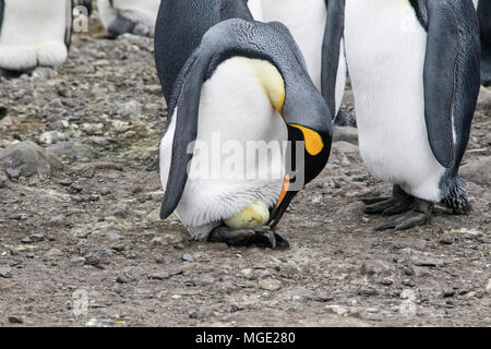 king penguin Aptenodytes patagonicus adult turning egg on its feet in rookery, Salisbury Plain, South Georgia