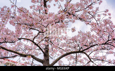 Cherry blossoms in full bloom during spring  at Gothenburg Sweden, April 2018 Stock Photo
