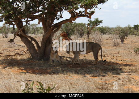 Pair of lions resting in the shade of a tree in the savannah after hunting at night, one of them looks straight into the lens, into the park of Tsavo Stock Photo