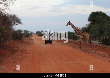 A jeep stops while a Giraffe crosses the road during a Safari in Kenya, with the sunset lights creating a breathtaking atmosphere Stock Photo