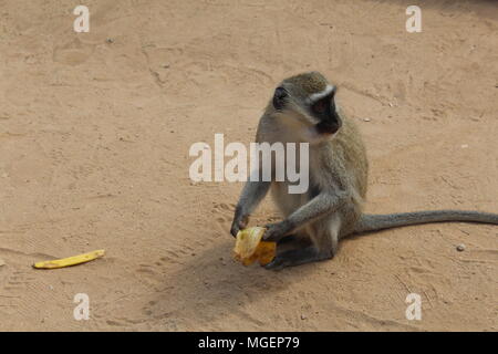 A monkey holding a banana while eating it is observed around so that no one can steal it, a photo taken in Kenya in Tsavo Park Stock Photo