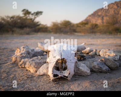 White cow skull in front of camp fire rock circle in Kalahari desert of Botswana, Africa Stock Photo
