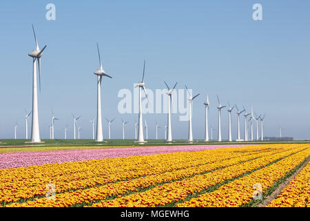 Dutch farmland with yellow tulip field and big windturbine Stock Photo