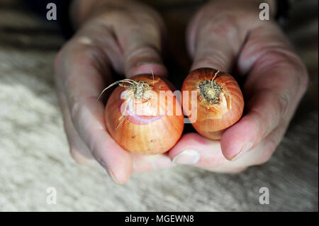 The difference between a French shallot (right) and an onion (left), Brittany, France Stock Photo