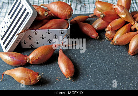 Cherrueix shallots inside a tin box with the Brittany flag, Brest, France Stock Photo