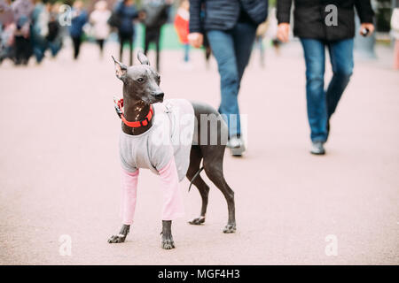 Mexican Hairless Dog In Outfit Playing In City Park. The Xoloitzcuintli Or  Xolo For Short, Is A Hairless Breed Of Dog Stock Photo - Alamy