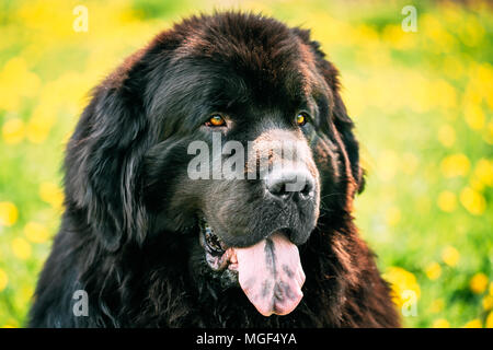 Close Up Black Newfoundland Dog Portrait In Summer Meadow. Outdoor Close Up Portrait On Green Grass Background Stock Photo