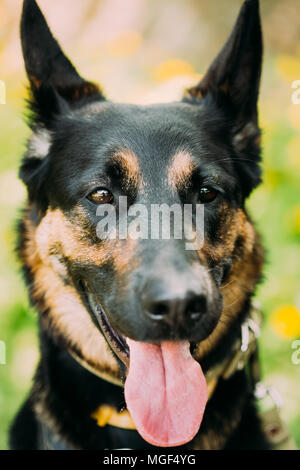 Close Up Portrait Young Alsatian Wolf Dog German Shepherd Dog Stock Photo