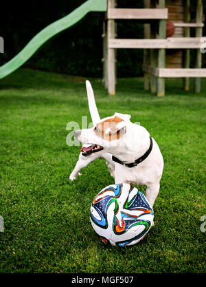 Jack Russel terrier dog playing with a soccer ball in the garden Stock Photo