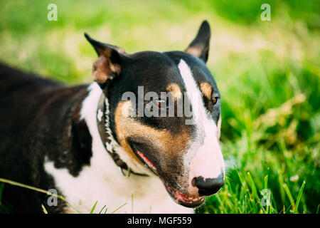 Close Up Pet Bullterrier Dog Portrait Stock Photo