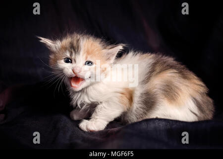 kitten hissing towards the camera Stock Photo
