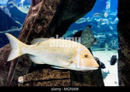 Yellow fish swimming underwater Stock Photo