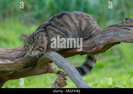 Scottish wildcat (Felis silvestris grampia) Stock Photo
