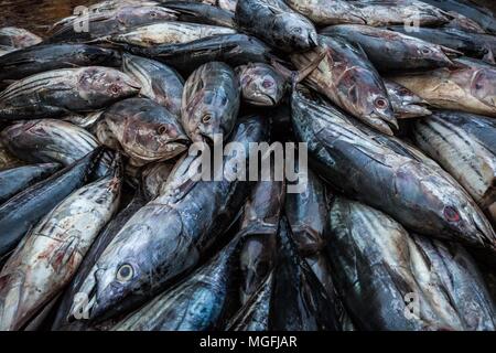 Mirissa, Sri Lanka. 27th Feb, 2018. Fish are piled on the dock at the Ceylon Fishery Harbours Corporation, Fishery Harbor, in Mirissa, Sri Lanka, on Tuesday, February 27, 2018.Mirissa is a small, popular tourist town located on the south coast of Sri Lanka, approximately 100 miles south of the commercial capital and the country's largest city, Colombo. It is the largest fishing port on the south coast and is known for its tuna, mullet, snapper and butterfish. Mirissa was hit by giant waves during the 2004 Indian Ocean tsunami, which destroyed and severely damaged many homes in the re Stock Photo