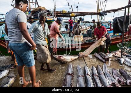 Mirissa, Sri Lanka. 27th Feb, 2018. Fishermen unload catch onto the dock to be purchased immediately at the Ceylon Fishery Harbours Corporation, Fishery Harbor, in Mirissa, Sri Lanka, on Tuesday, February 27, 2018.Mirissa is a small, popular tourist town located on the south coast of Sri Lanka, approximately 100 miles south of the commercial capital and the country's largest city, Colombo. It is the largest fishing port on the south coast and is known for its tuna, mullet, snapper and butterfish. Mirissa was hit by giant waves during the 2004 Indian Ocean tsunami, which destroyed and Stock Photo