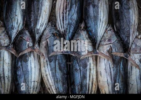 Mirissa, Sri Lanka. 2nd Mar, 2018. Friday, March 2, 2018.Fish are lined up for sale at the Ceylon Fishery Harbours Corporation, Fishery Harbor, in Mirissa, Sri Lanka.Covered auction areas consisting of concrete ground slabs are available at the Mirissa fishery harbor, but they are seldom used. Most fish are auctioned from the dock immediately adjacent to the vessels landing their fish. Few of these areas are supplied with fresh water. No sanitary amenities are available in these areas, although the occasional fisher will display his catch on a sheet of black plastic spread on the concrete Stock Photo