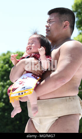 Tokyo, Japan. 28th Apr, 2018. A baby held by an amateur sumo wrestler cries during the 'baby-cry sumo' competition at the Sensoji temple in Tokyo on Saturday, April 28, 2018. Japanese parents believe that sumo wrestlers can help make babies cry out a wish to grow up with a good health. Credit: Yoshio Tsunoda/AFLO/Alamy Live News Stock Photo