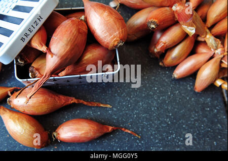 Cherrueix shallots (from la Ferme des Beaux Bois) inside a tin box with the Brittany flag. Stock Photo