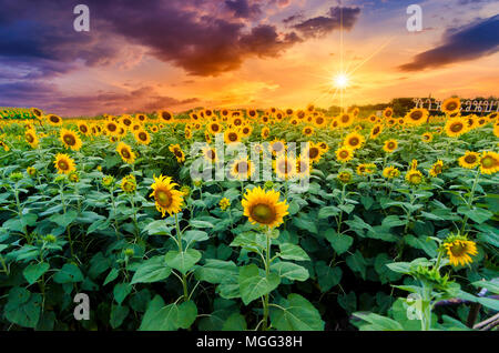 Sunflowers full bloom and light in the morning. Stock Photo