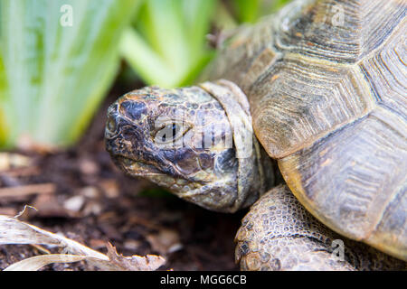 portrait, tortoise, wrinkles, old, turtle, tongue, eyes, nose, armour ...