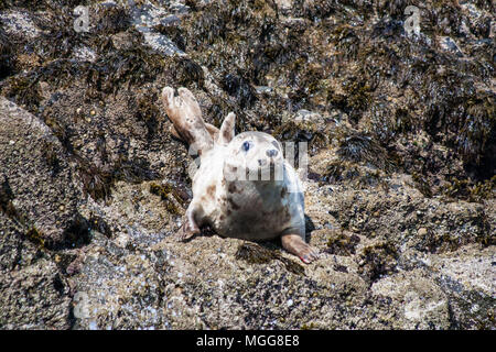 Cornish seal Mousehole Stock Photo