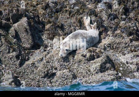 Cornish seal Mousehole Stock Photo