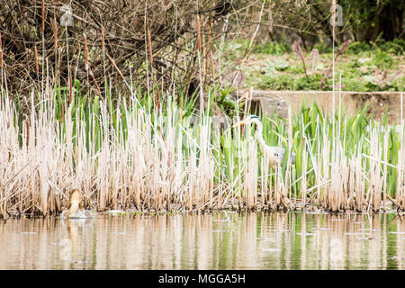 Grey Heron watching fish leap out of the water Stock Photo